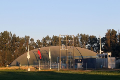 Industria porcina chilena